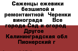 Саженцы ежевики безшипой и ремонтантной. Черенки винограда . - Все города Сад и огород » Другое   . Калининградская обл.,Пионерский г.